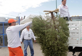 Colecta de árboles de navidad