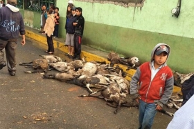 El agua arrasó con ganado ovino