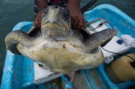 A esa tortuga prácticamente viva la están destazando.