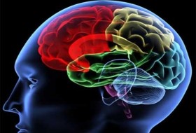 El cerebro y el alcohol