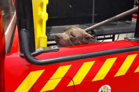 Se desconoce si el perro será sacrificado   