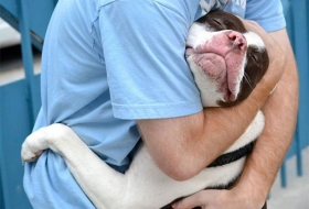 Vinculos entre perros y due&ntilde;os
