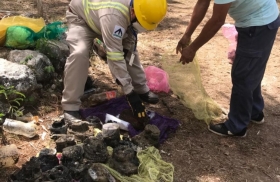 Amenaza a la vida silvestre tras hallazgo de cráneos de cocodrilos.