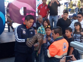 Presentaba una herida en el pico