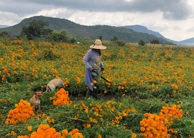 Atlixco el municipio número uno en producción de cempasúchil