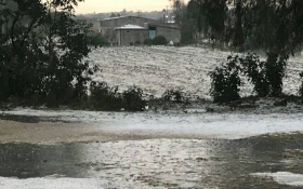 Los campos se tiñeron de blanco  